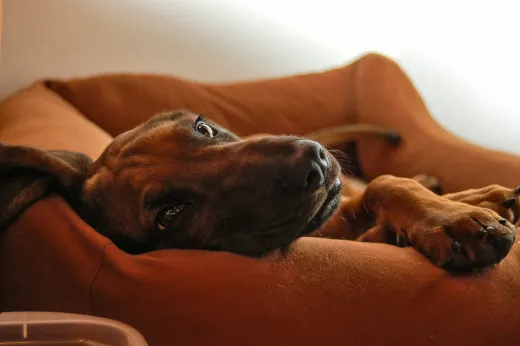 Tiere