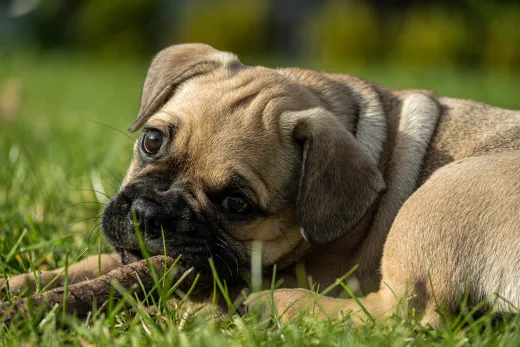 Tiere