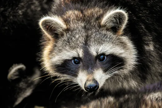 Tiere