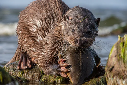 Tiere