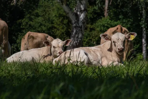 Tiere