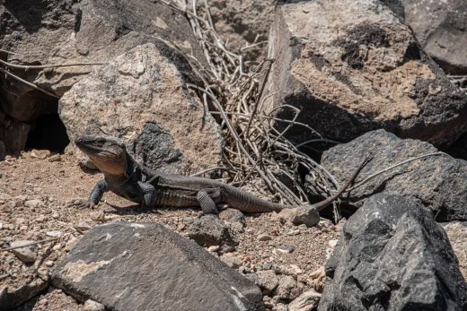 Gran Canaria