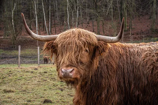 Tiere